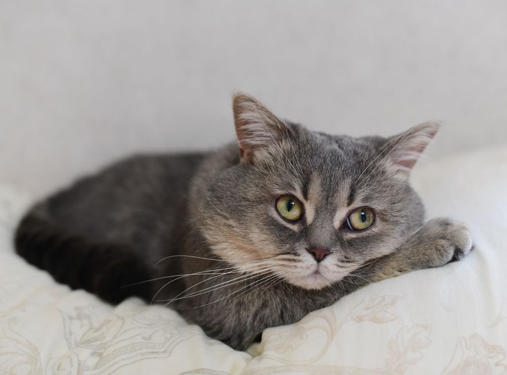 Emotional Cat