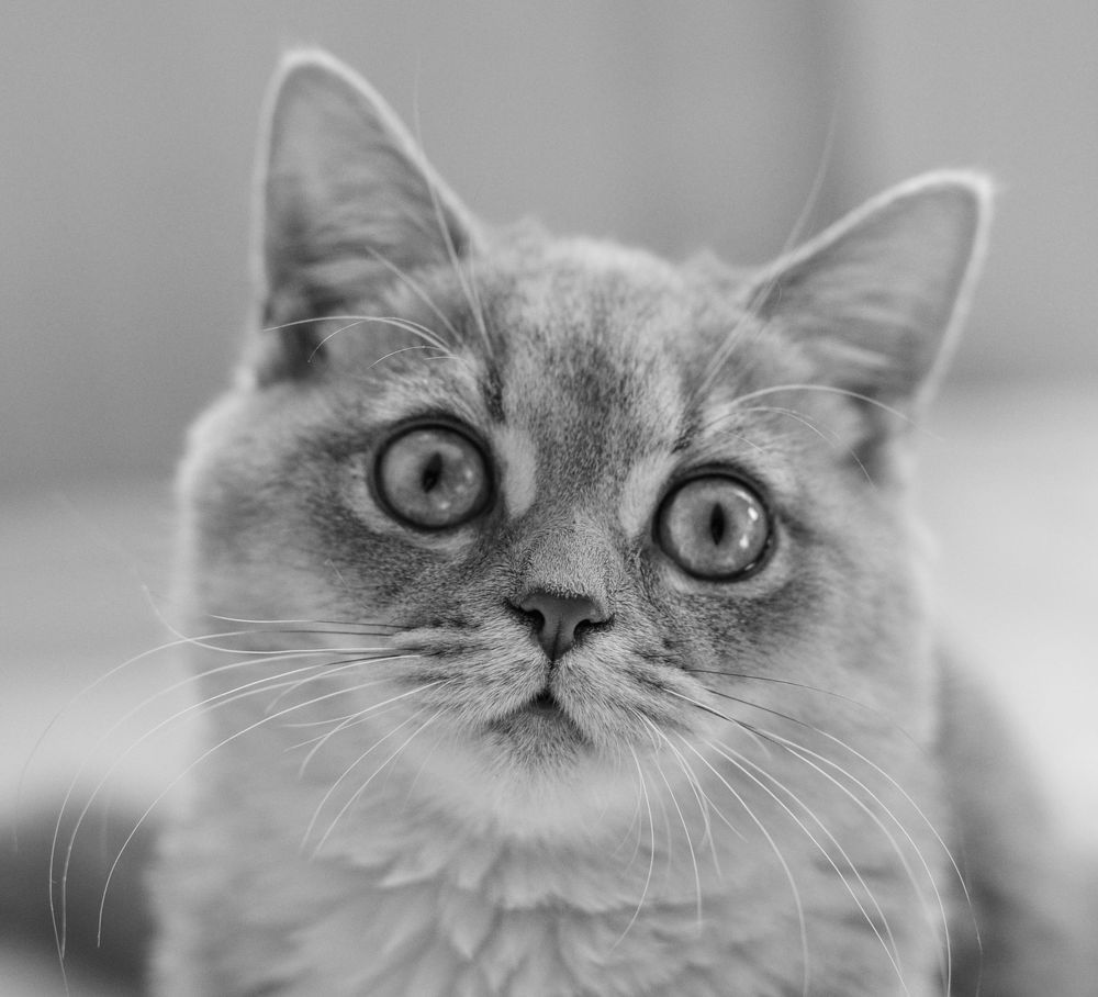 Emotional Cat