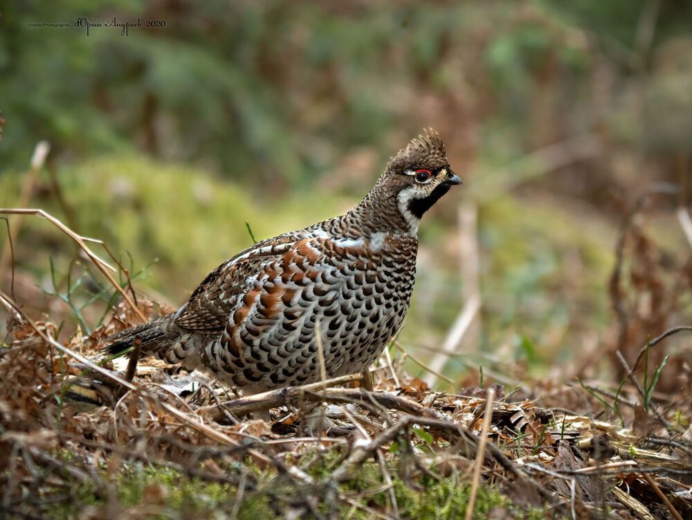 Рябчик. Hazel Grouse.