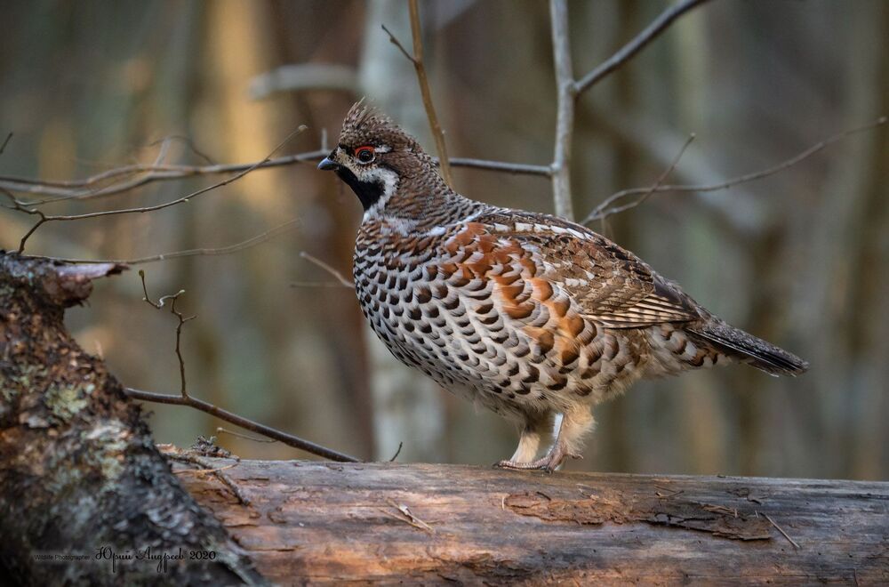 Рябчик. Hazel Grouse.