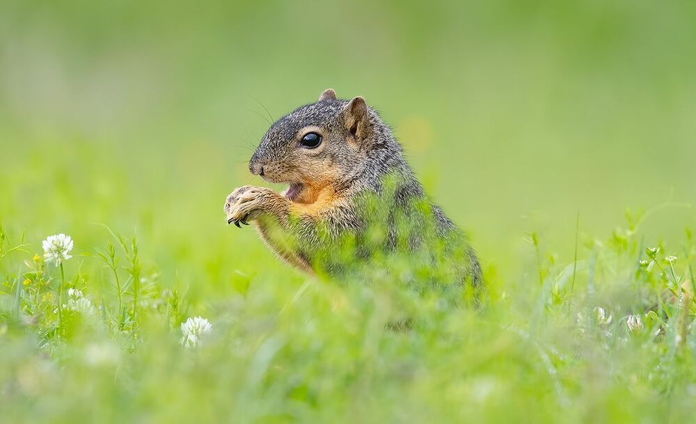 Лисья Белка -Fox Squirrel