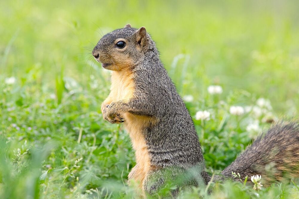 Лисья Белка -Fox Squirrel