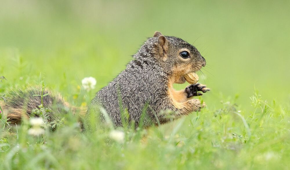 Лисья Белка -Fox Squirrel