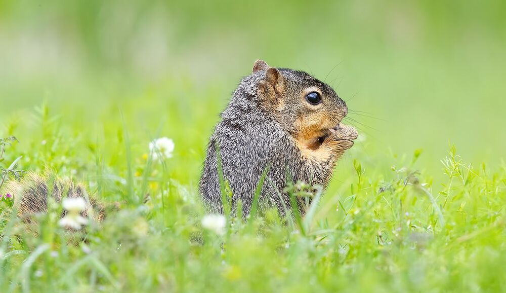 Лисья Белка -Fox Squirrel