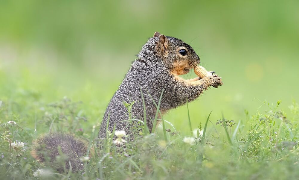 Лисья Белка -Fox Squirrel
