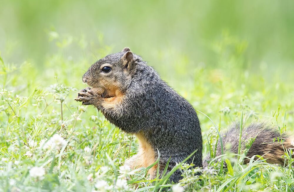 Лисья Белка -Fox Squirrel