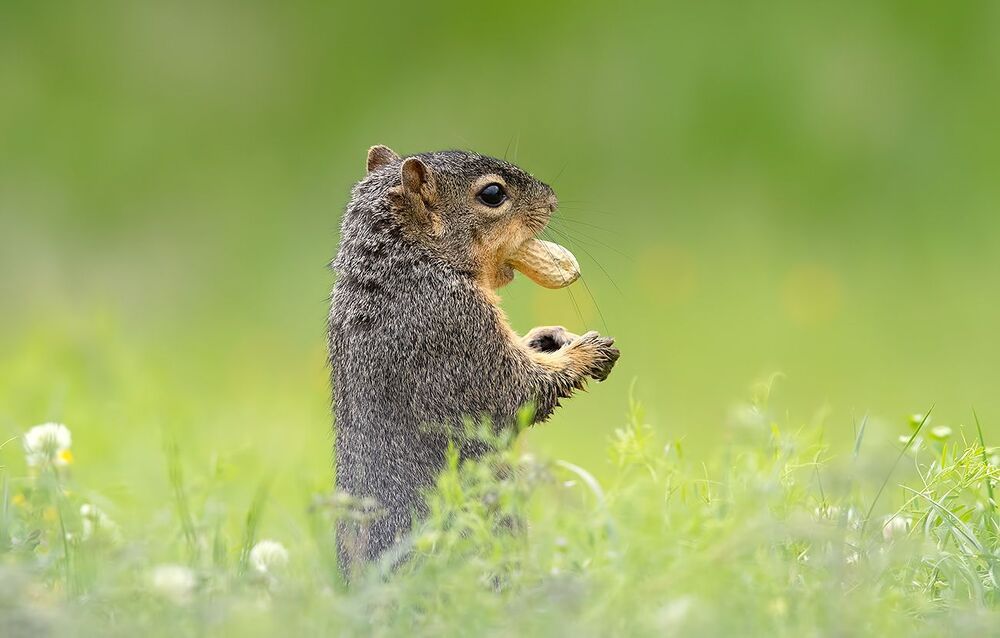 Лисья Белка -Fox Squirrel