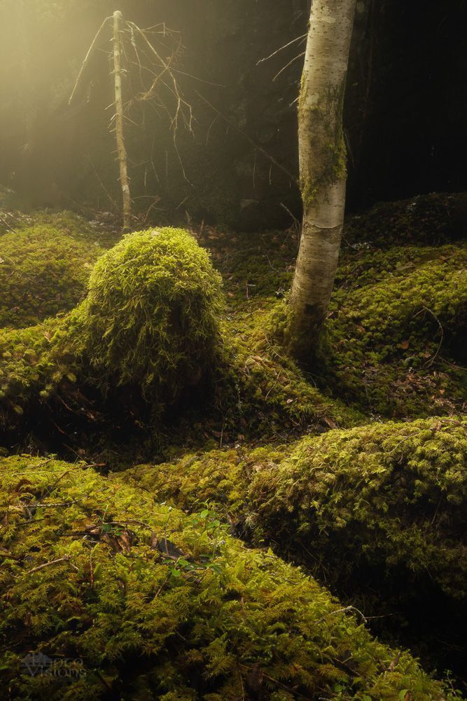 Fairyland dream