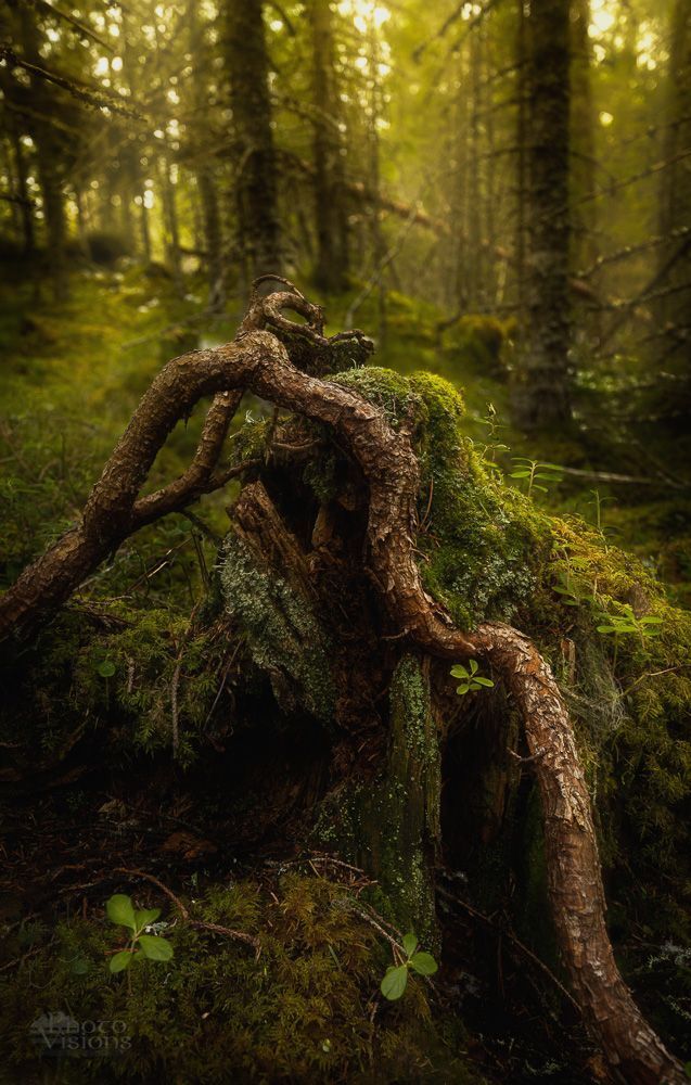 Fairyland dream