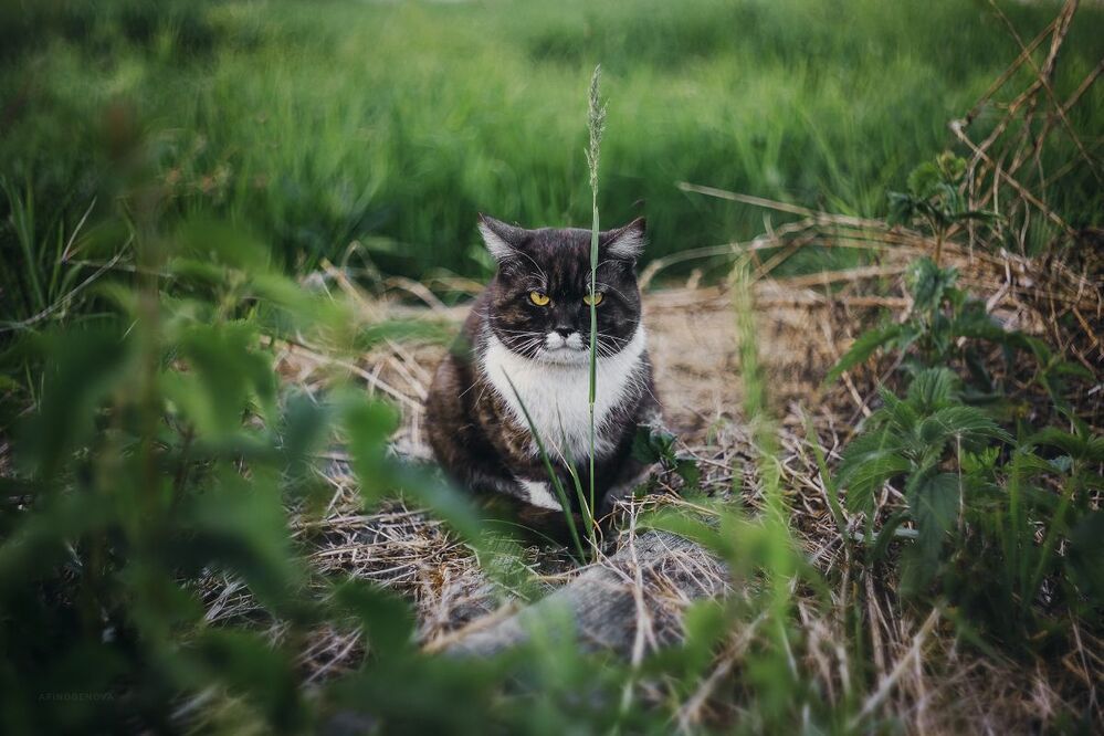 Назаборные коты