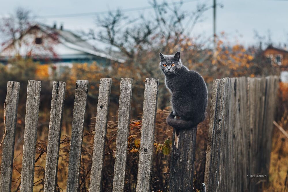Назаборные коты