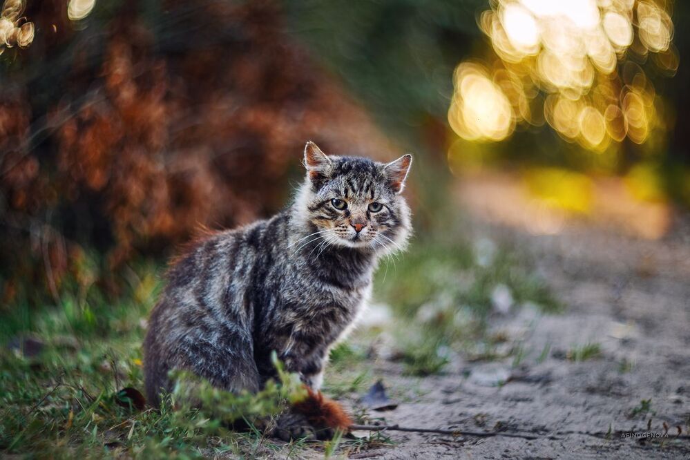 Назаборные коты