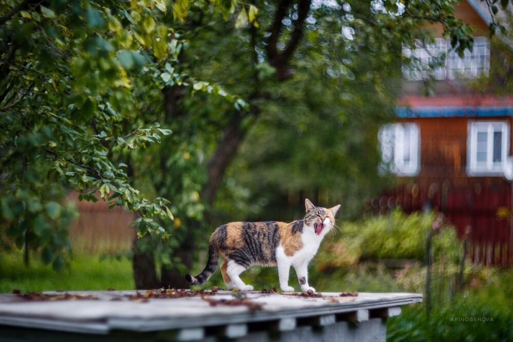Назаборные коты