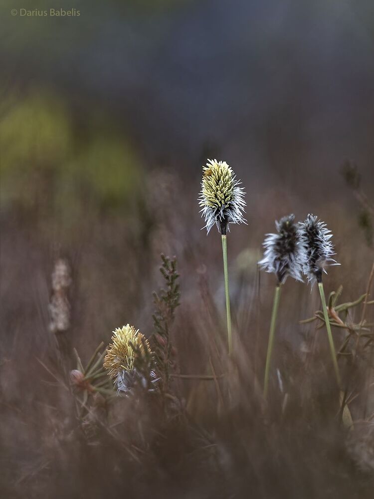 Пушица