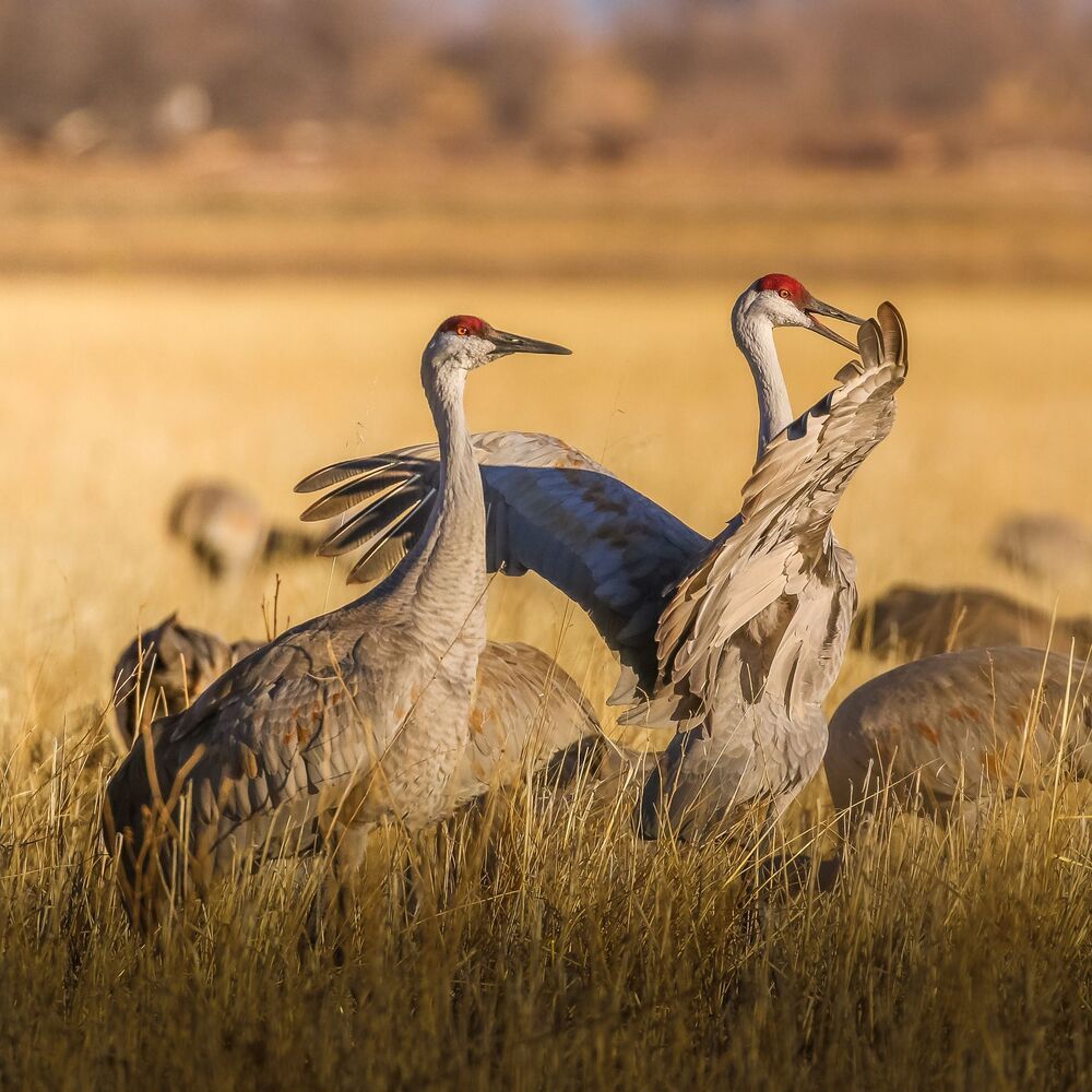 Sandhill cranes fight