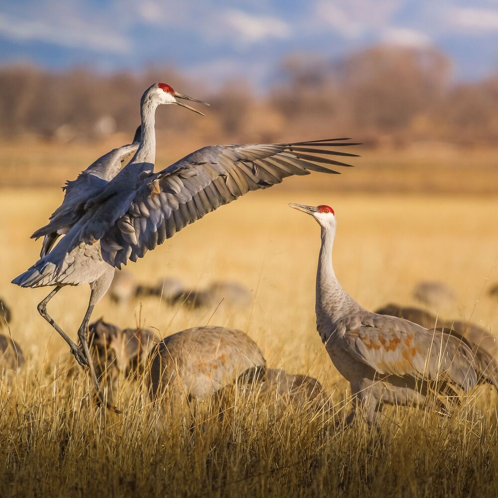 Sandhill cranes fight