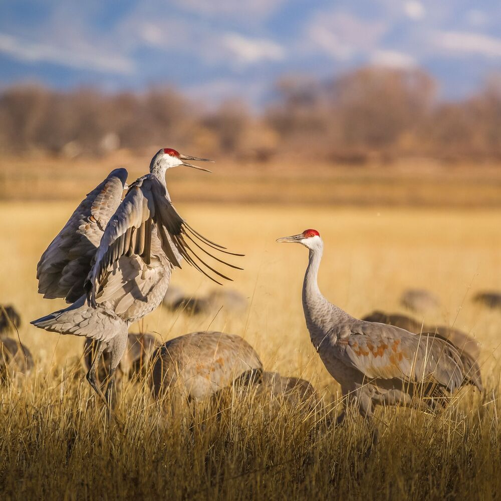 Sandhill cranes fight