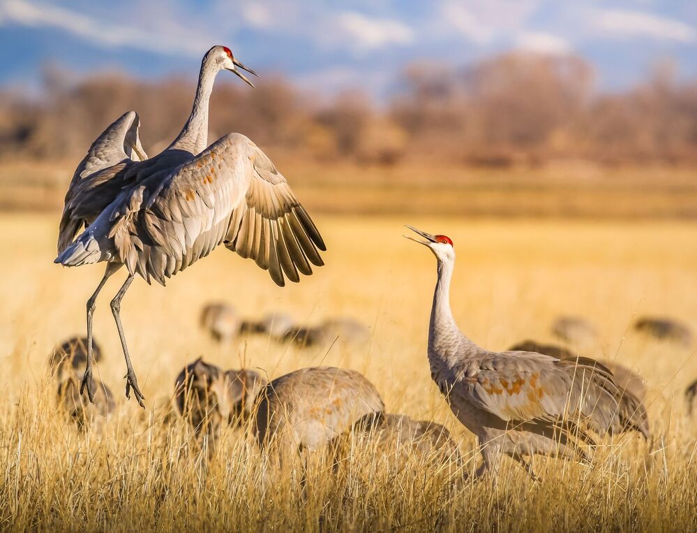 Sandhill cranes fight