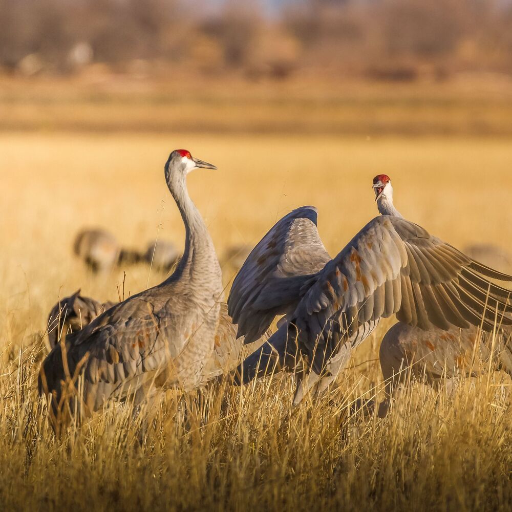Sandhill cranes fight