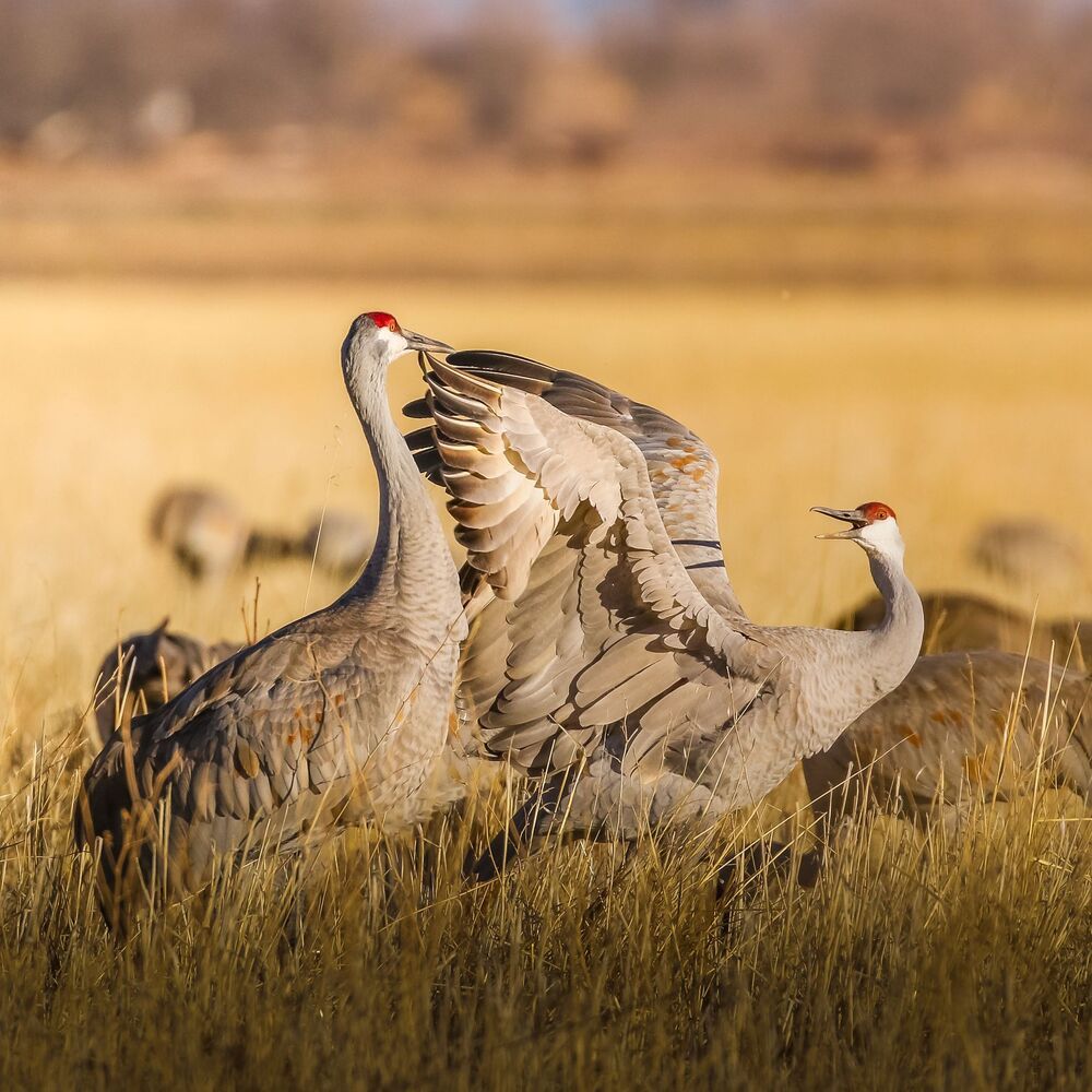 Sandhill cranes fight