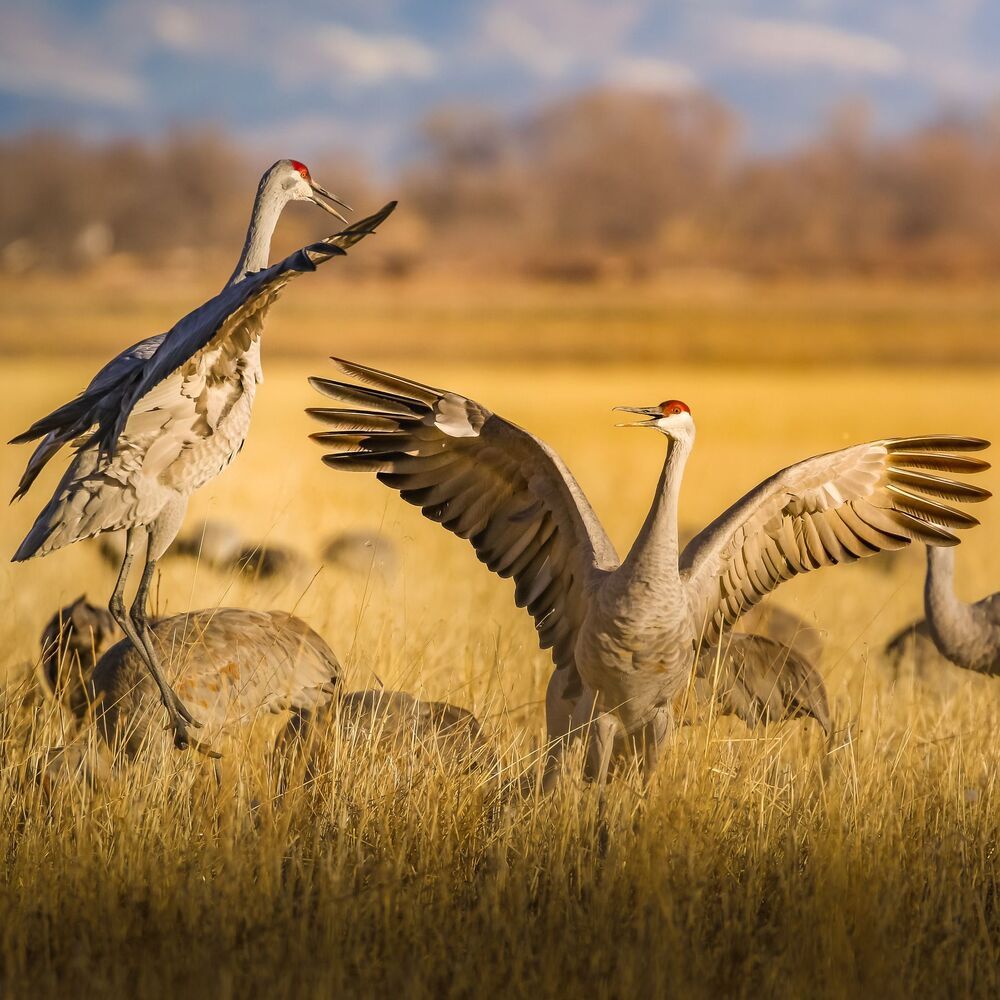 Sandhill cranes fight