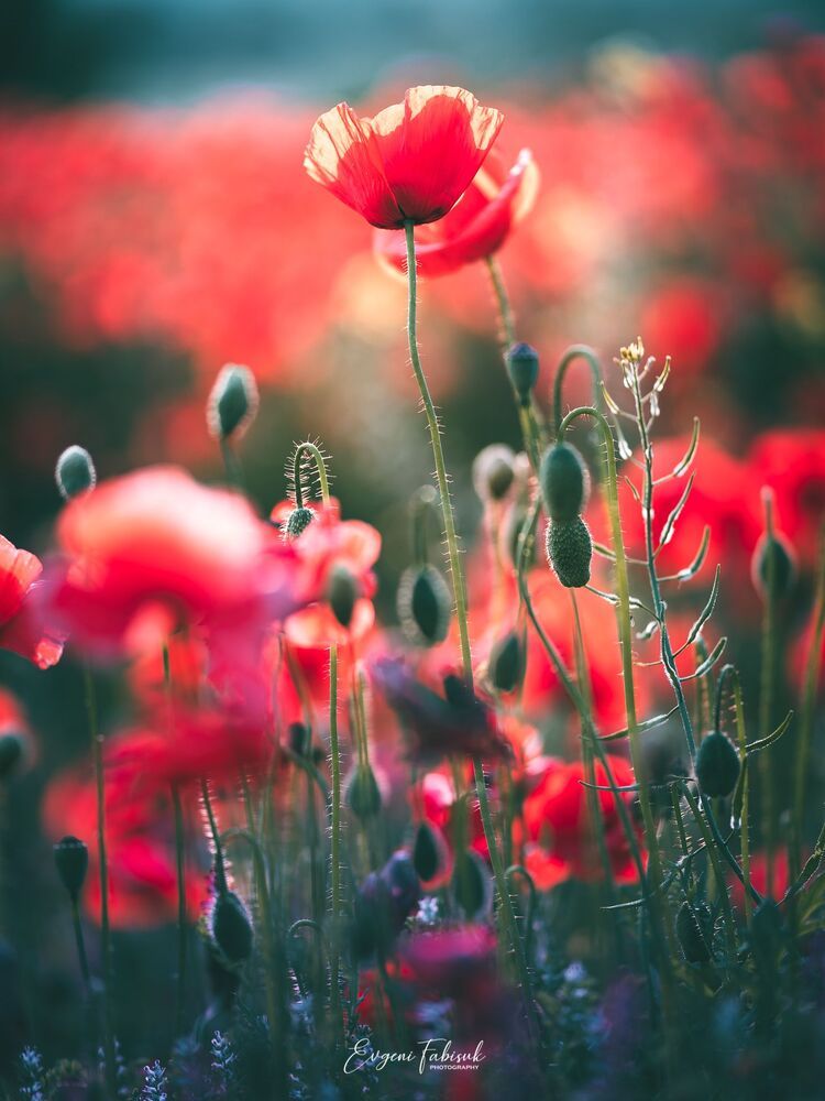 Poppies