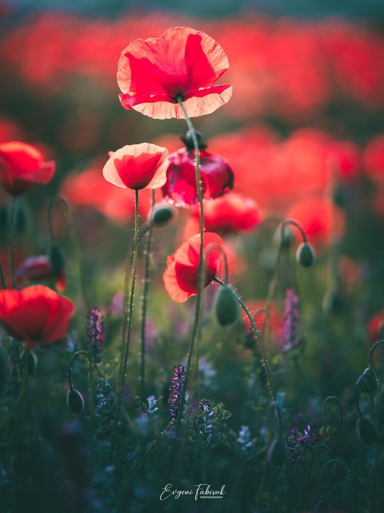 Poppies