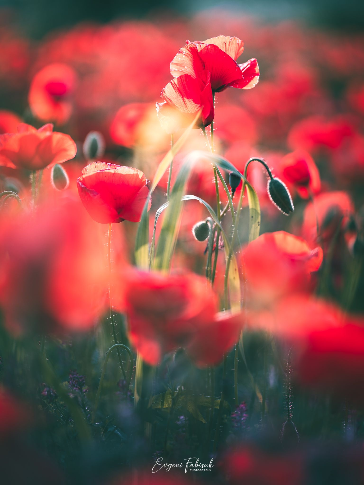 Poppies