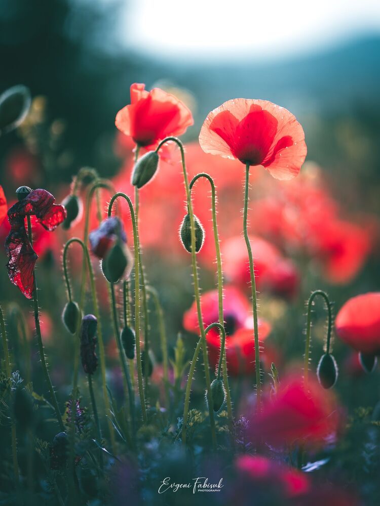 Poppies