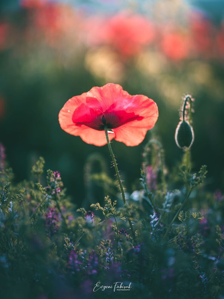 Poppies
