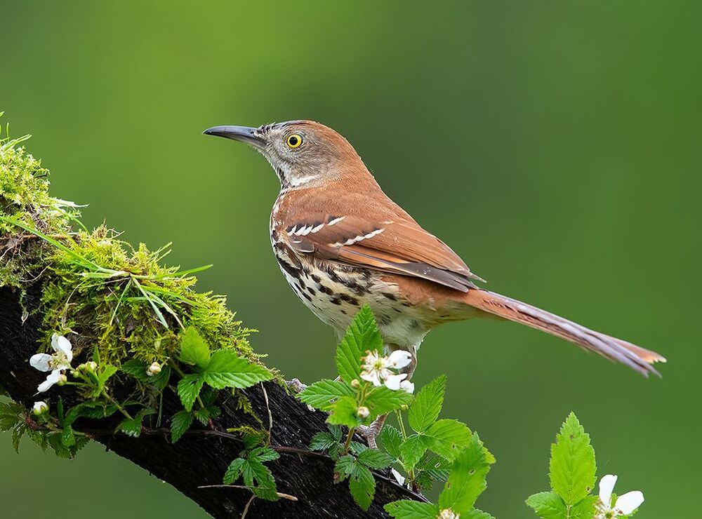 Коричневый пересмешник -Brown Thrasher