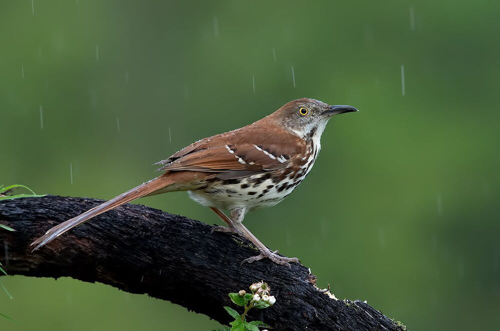 Коричневый пересмешник -Brown Thrasher