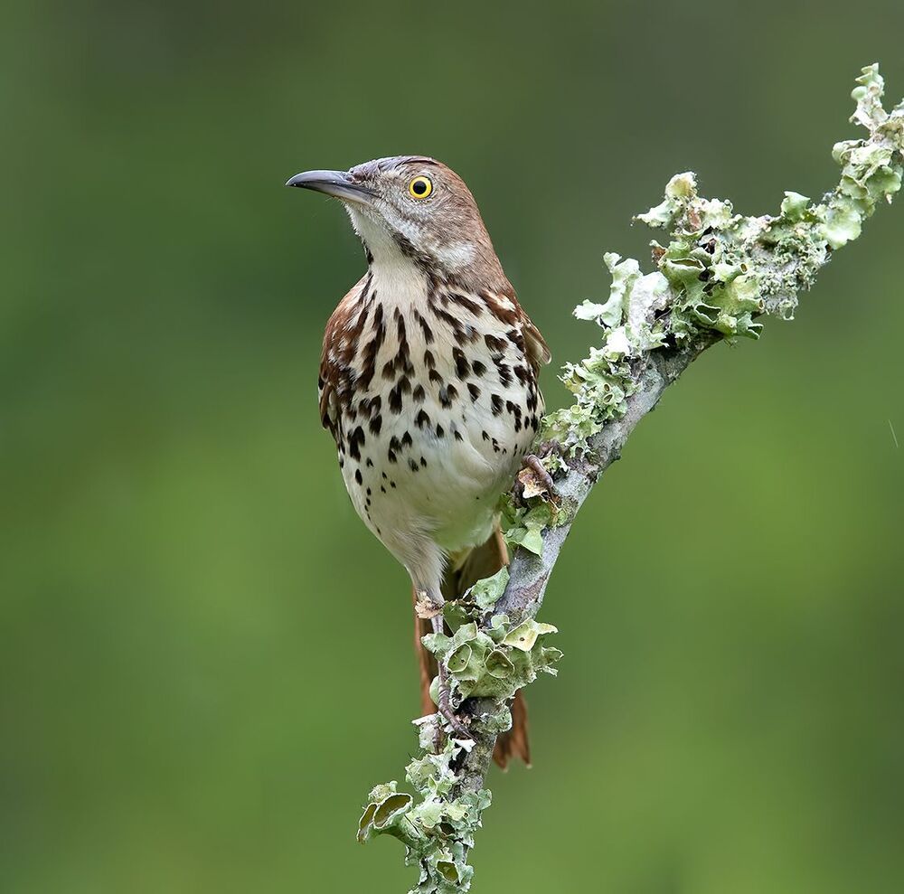 Коричневый пересмешник -Brown Thrasher