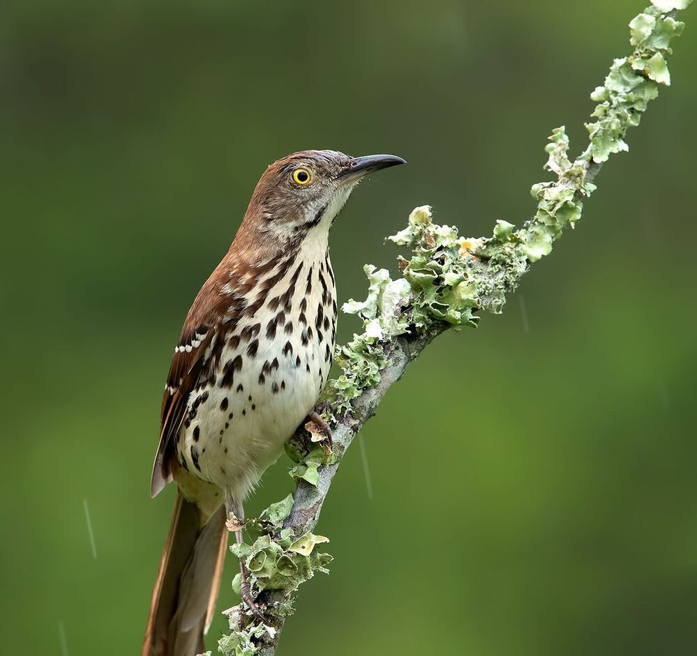 Коричневый пересмешник -Brown Thrasher