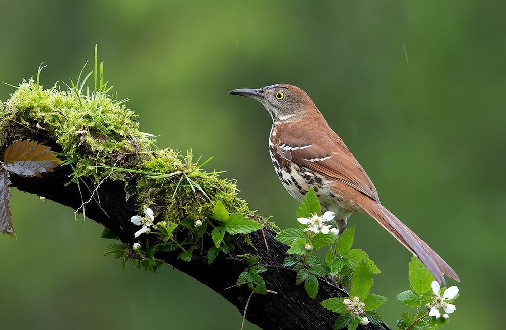 Коричневый пересмешник -Brown Thrasher