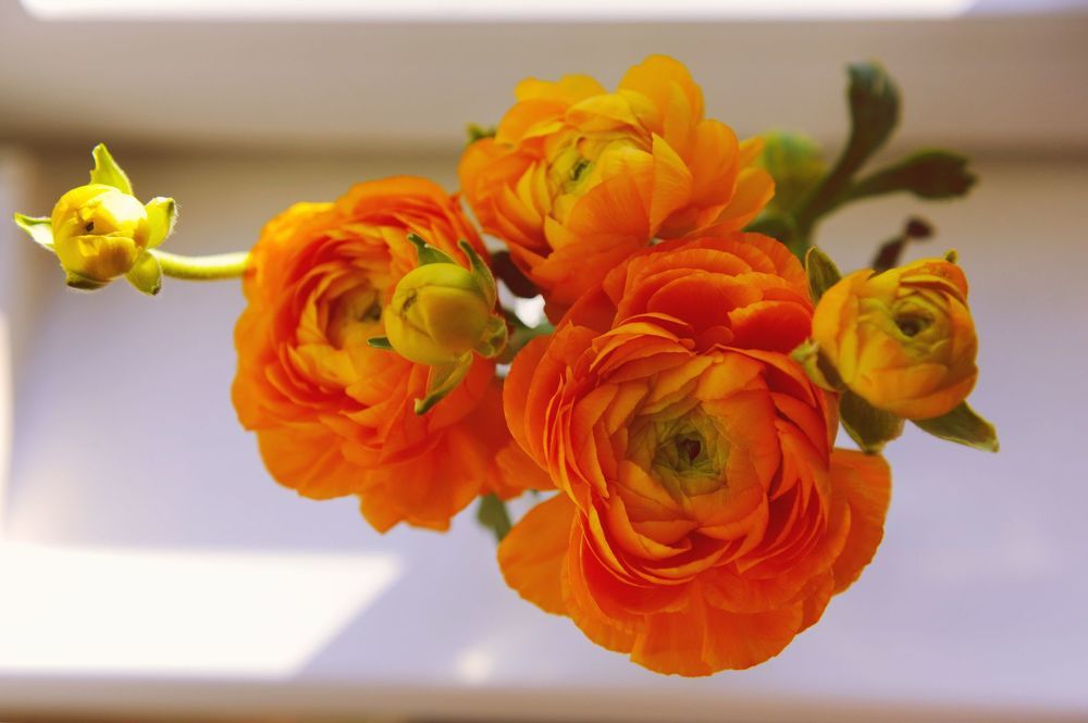 City's flowers