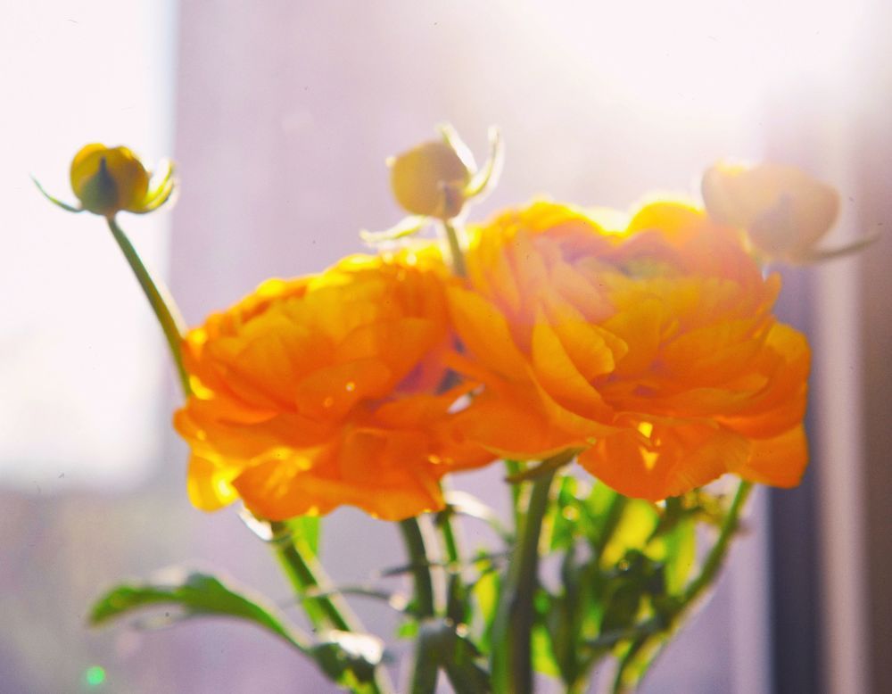 City's flowers