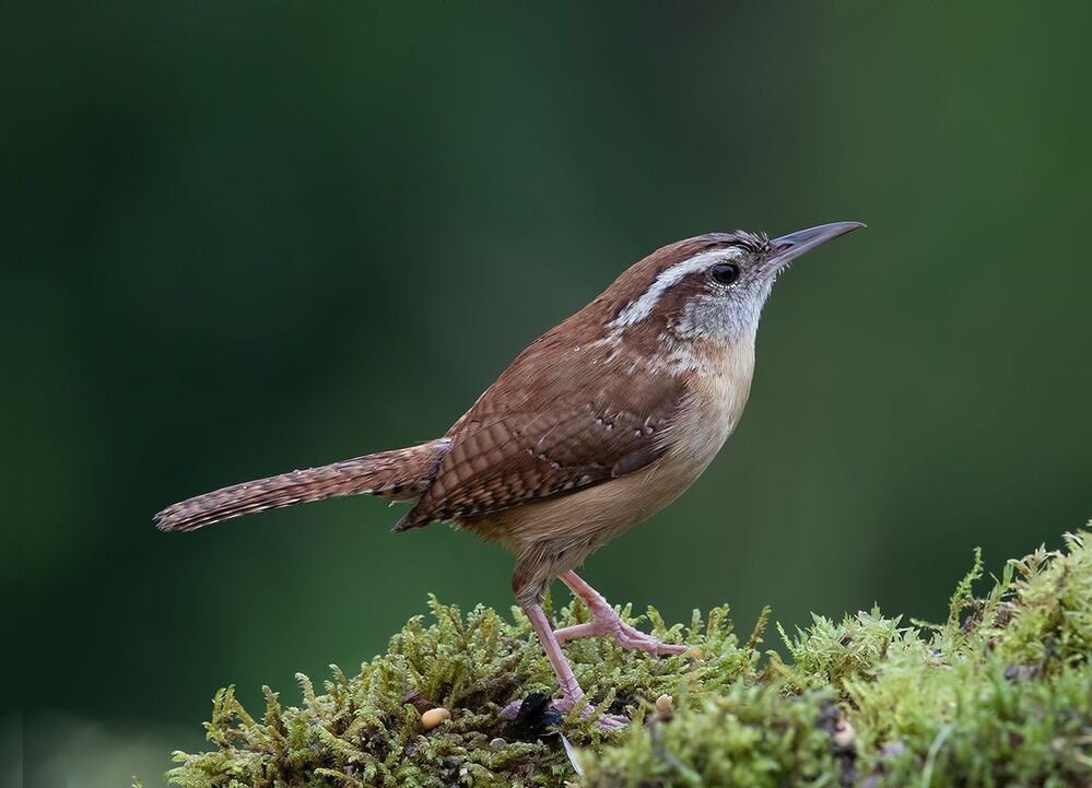 Крапивник Каролинский - Carolina Wren