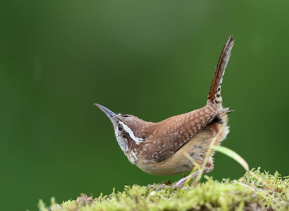 Крапивник Каролинский - Carolina Wren