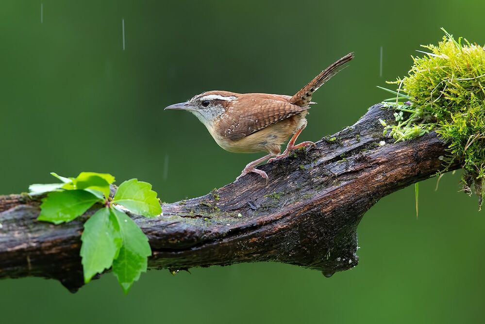 Крапивник Каролинский - Carolina Wren