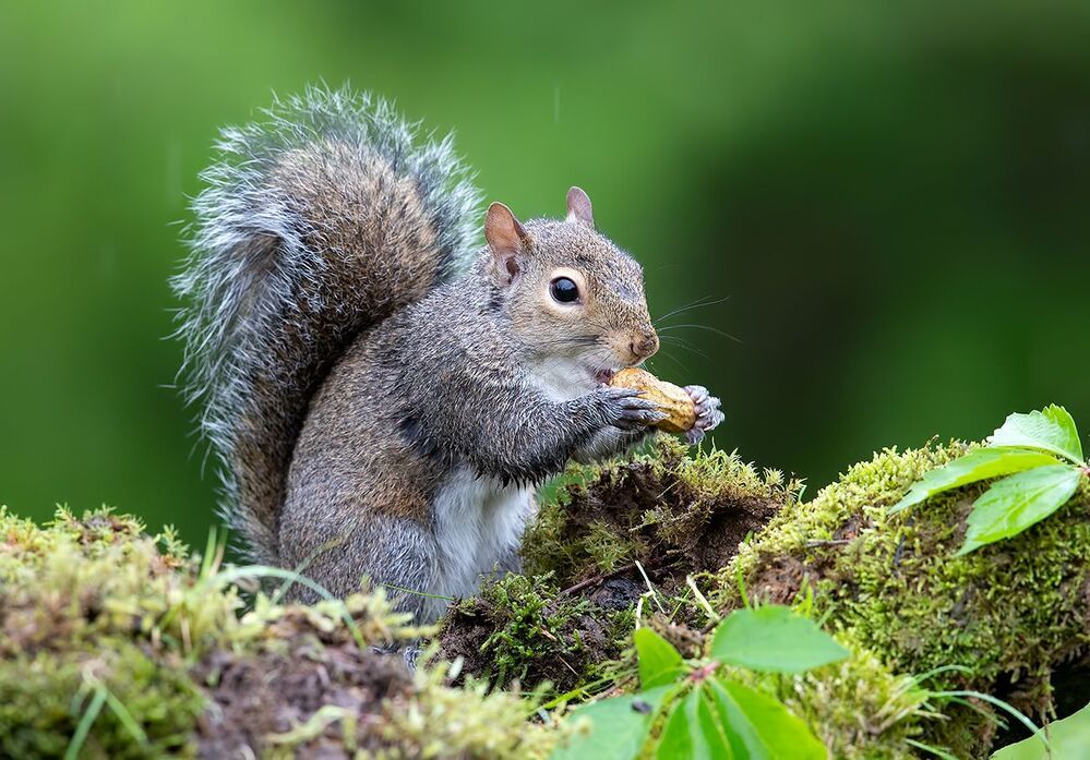 Gray squirrel - Каролинская белка