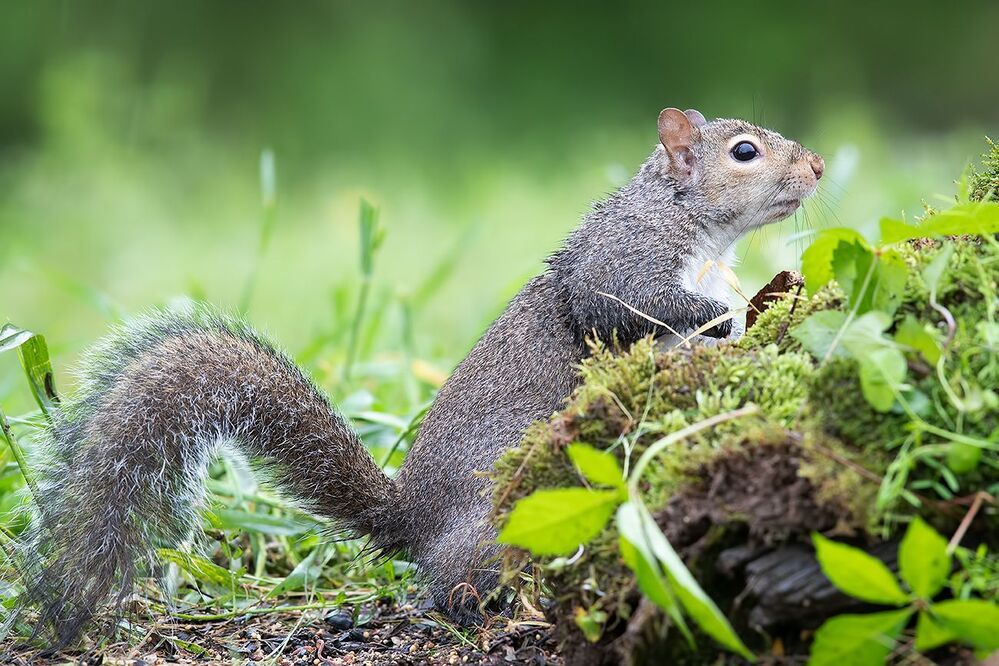 Gray squirrel - Каролинская белка