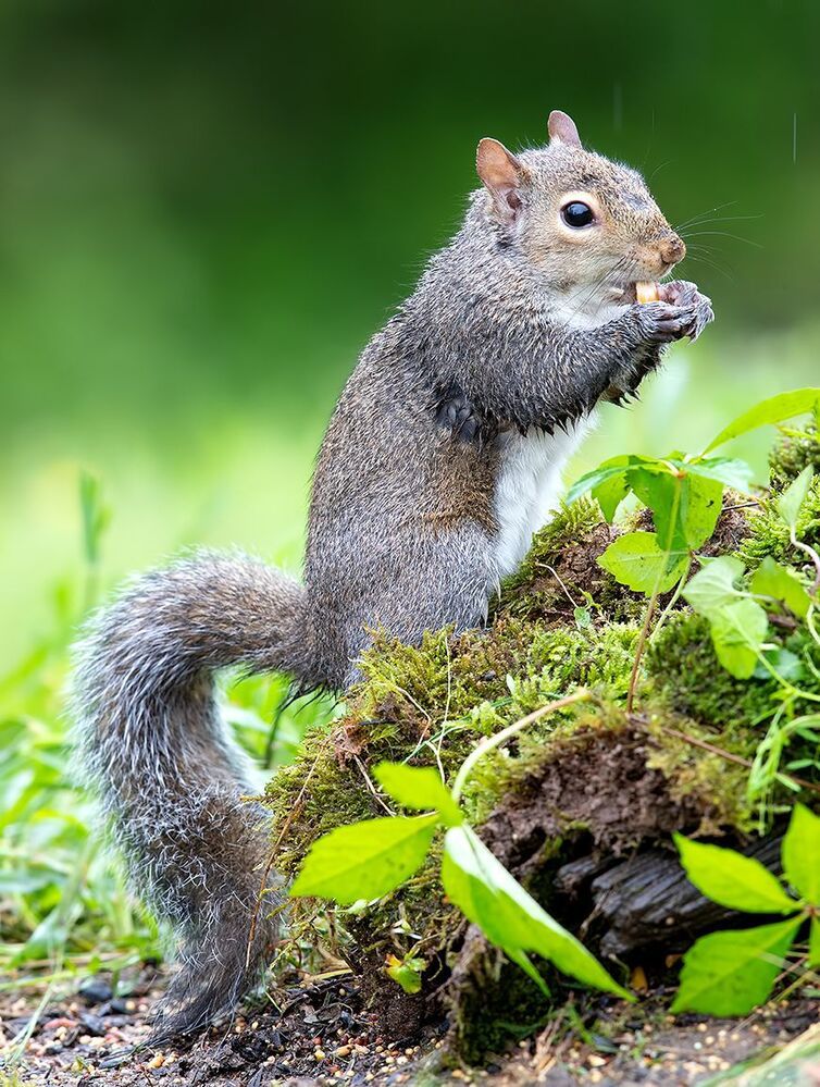 Gray squirrel - Каролинская белка