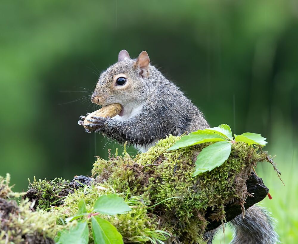Gray squirrel - Каролинская белка