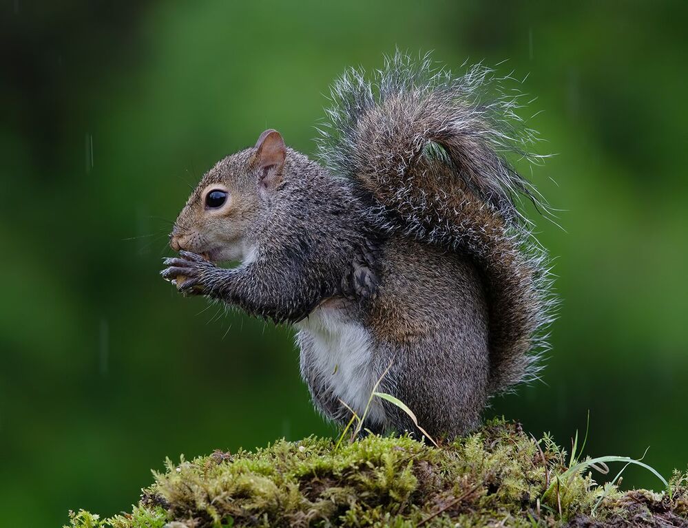 Gray squirrel - Каролинская белка