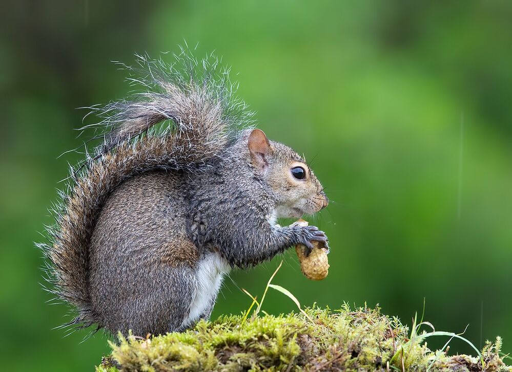 Gray squirrel - Каролинская белка