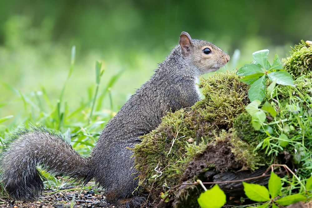 Gray squirrel - Каролинская белка