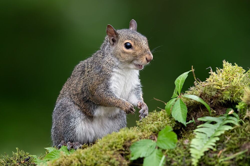 Gray squirrel - Каролинская белка