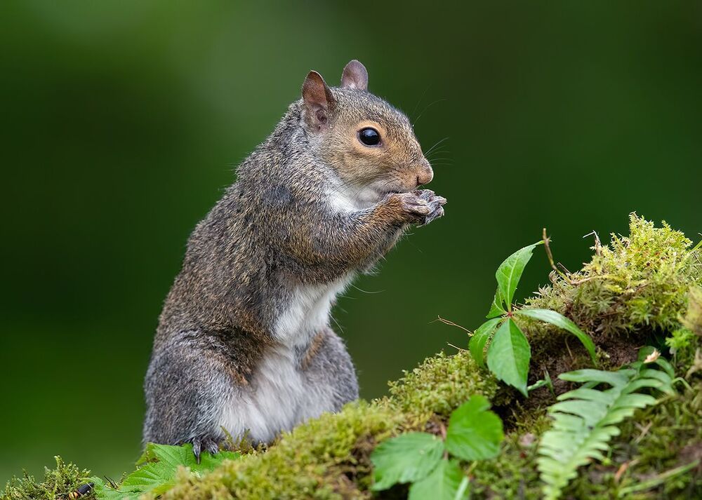 Gray squirrel - Каролинская белка