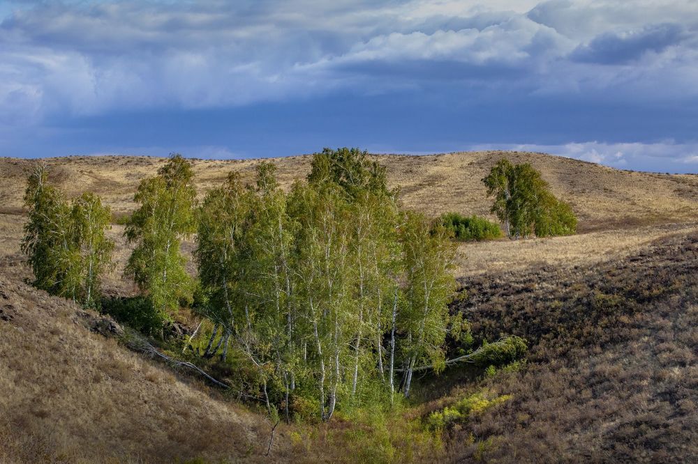 Белошапка